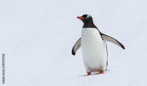 Antarctica Penguin