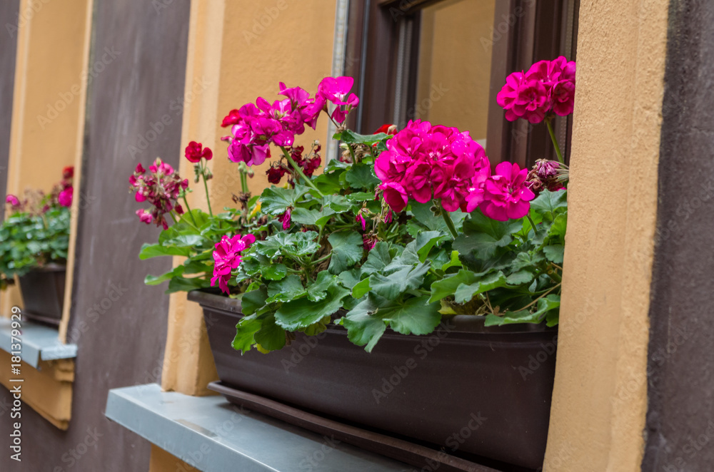 Pink flowers, Pelargonium, geraniums, storksbills in wooden pot on the  windowsill