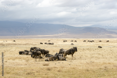 Panoramic view inside Ngorongoro crater with Wildebeest, Tanzania, Africa