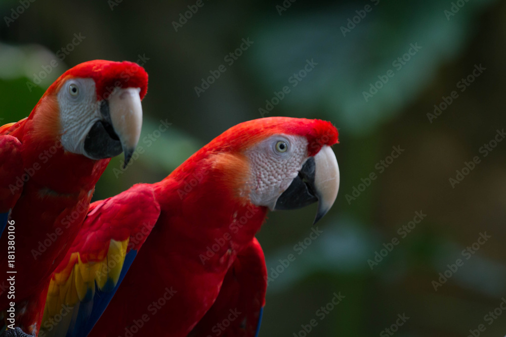 Fototapeta premium Red Parrots