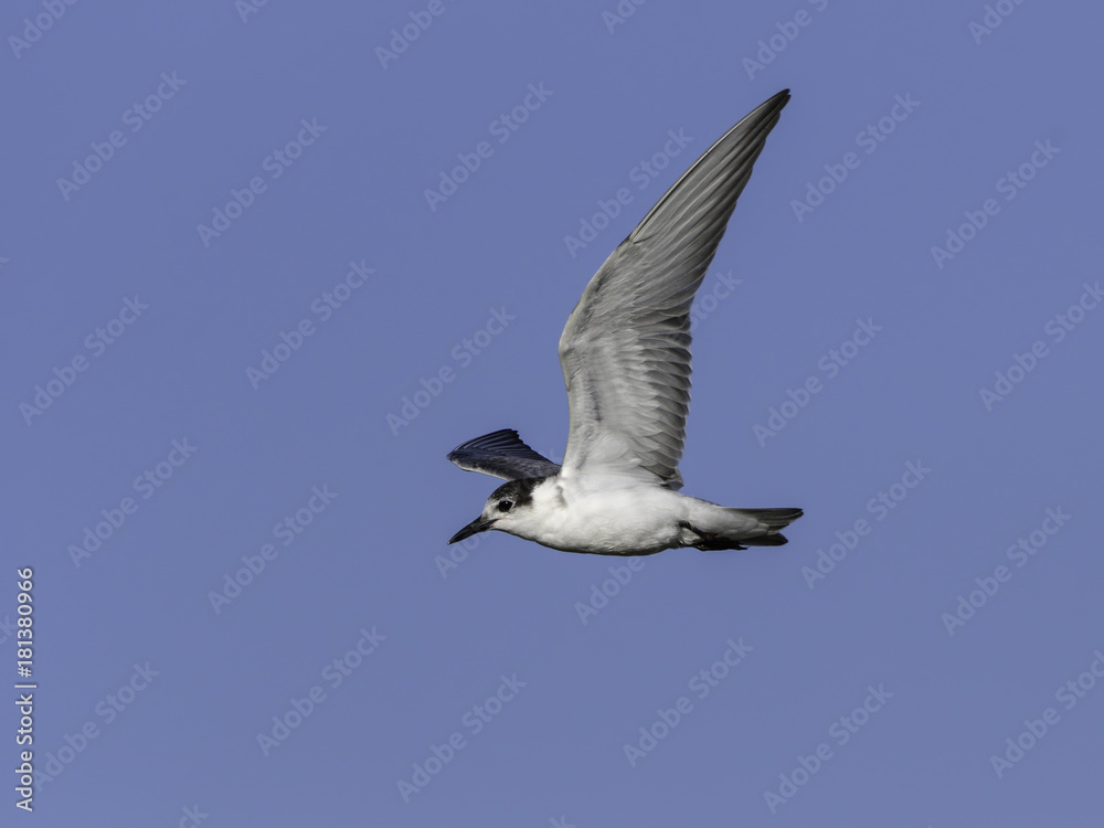 White-winged Tern in flight on Blue Sky White-winged Tern in flight on Blue Sky