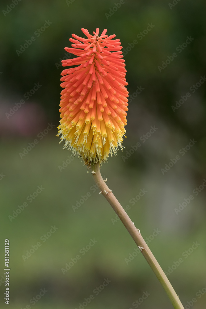 Schopf-Fackellilie, Kniphofia uvaria Schopf-Fackellilie, Kniphofia uvaria