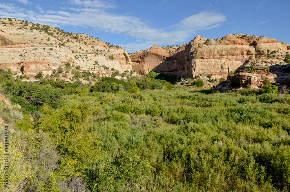 lush greenery at the bottom of Calf Creek Canyon 
Grand Staircase - Escalante National Monument, Garfield county, Utah
