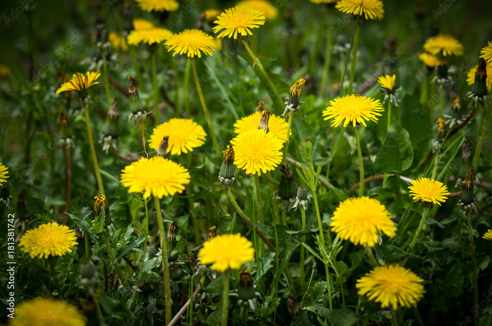 Dandelion, Taraxacum officinale, in flower. Dandelion, Taraxacum officinale, in flower.