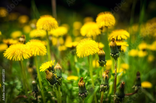 Dandelion  Taraxacum officinale  in flower.