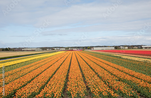 Tulip fields of the Bollenstreek, South Holland, Netherlands