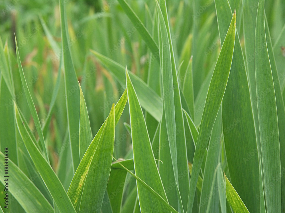 Obraz premium Green blades background