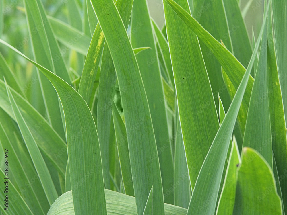 Obraz premium Green blades background