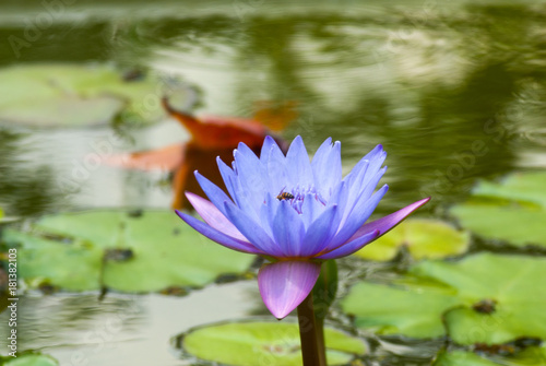 Water lilly  Nymphaea caerulea. Lilies Floating on a Lake. Purple Water Lily flowers in full Bloom. Guatemala