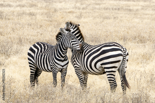 Couple of zebras Ngorongoro National Park  Tanzania  Africa
