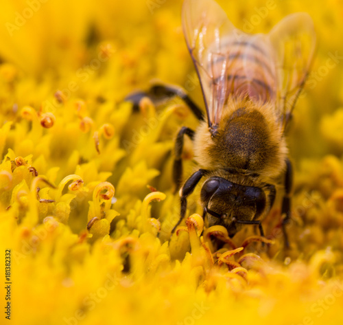 Abeille butine tournesol