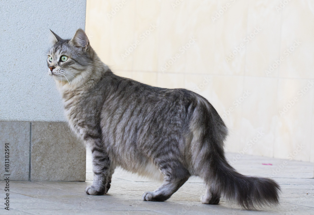 Silver sales siberian cat