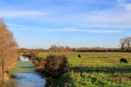 Cows Grazing near a River