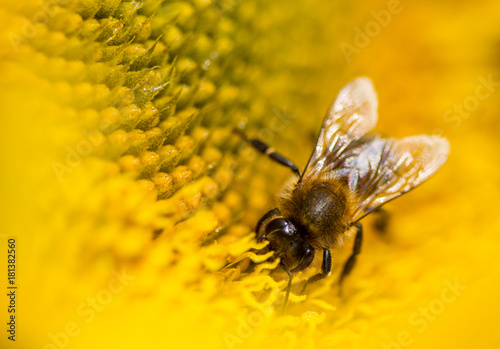 abeille sur une fleur de tournesol © Paul