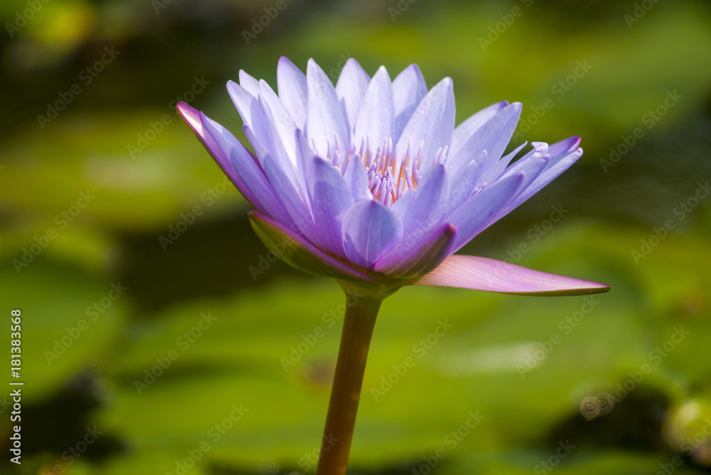 Water lilly, Nymphaea caerulea. Lilies Floating on a Lake. Purple Water Lily flowers in full Bloom. Guatemala Water lilly, Nymphaea caerulea. Lilies Floating on a Lake. Purple Water Lily flowers in full Bloom. Guatemala