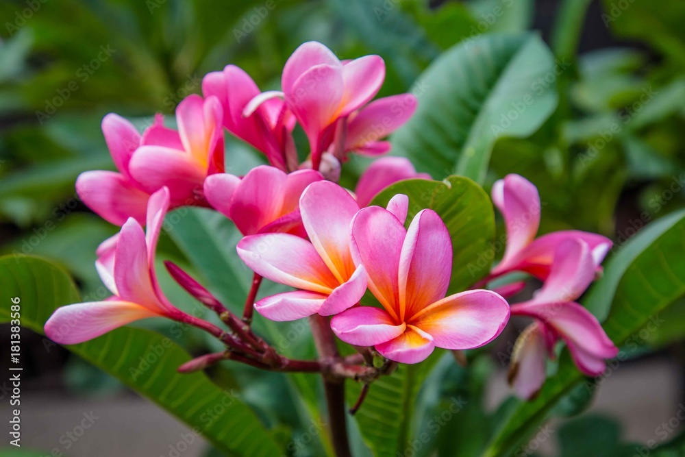 Pink champa flowers in Indonesia