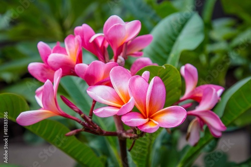 Pink champa flowers in Indonesia