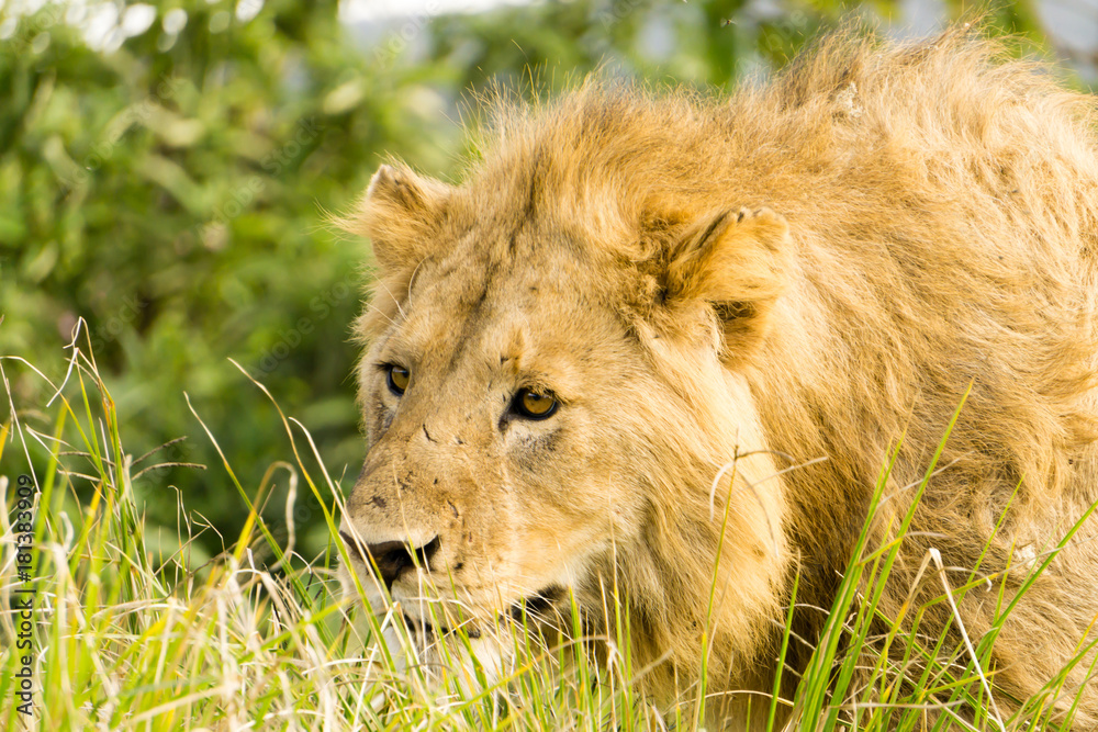 Male Lion watching through the grass the lionesses who are ready for the hunt in Ngorongoro Conservation Area, Tanzania, Africa Male Lion watching through the grass the lionesses who are ready for the hunt in Ngorongoro Conservation Area, Tanzania, Africa
