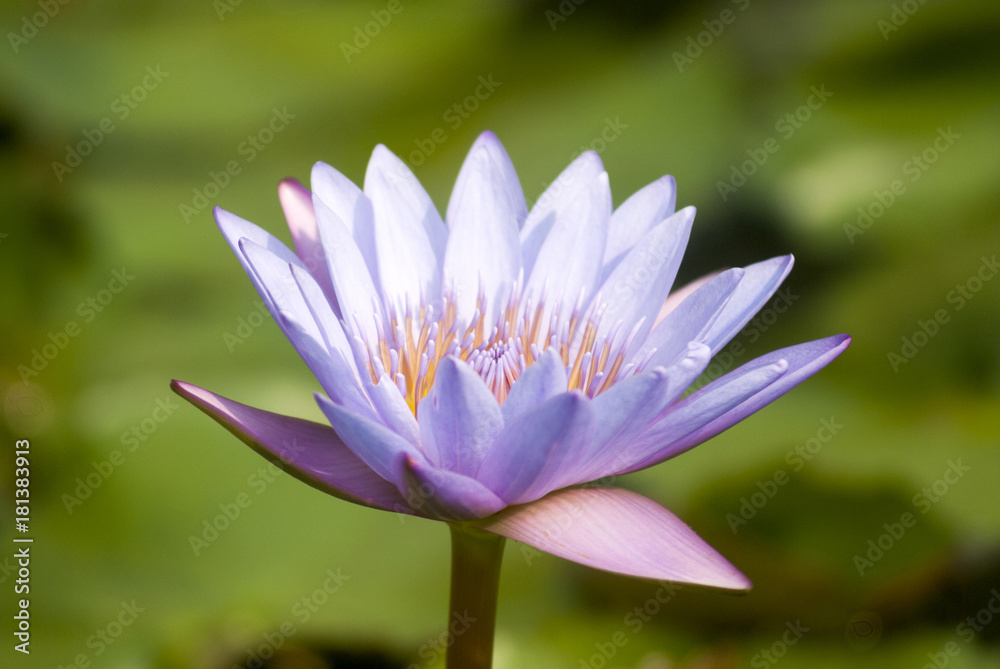 Water lilly, Nymphaea caerulea. Lilies Floating on a Lake. Purple Water Lily flowers in full Bloom. Guatemala