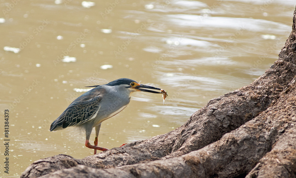 Obraz premium Grey Squacco Heron is a migratory bird to Africa. It has just caught a fish which is in its beak, with a natural lake background. South Luangwa, Zambia