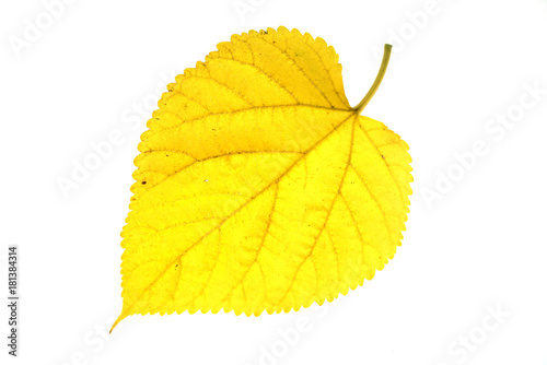single autumn yellow leaf isolated on white background