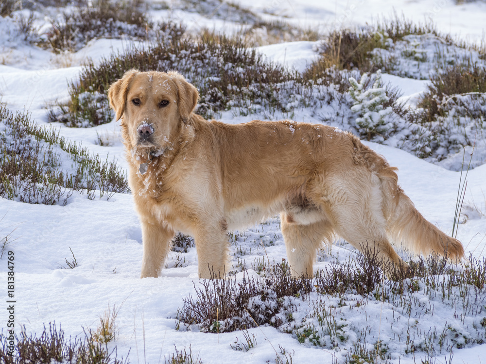 Young golden retriever dog standing in the snow Young golden retriever dog standing in the snow