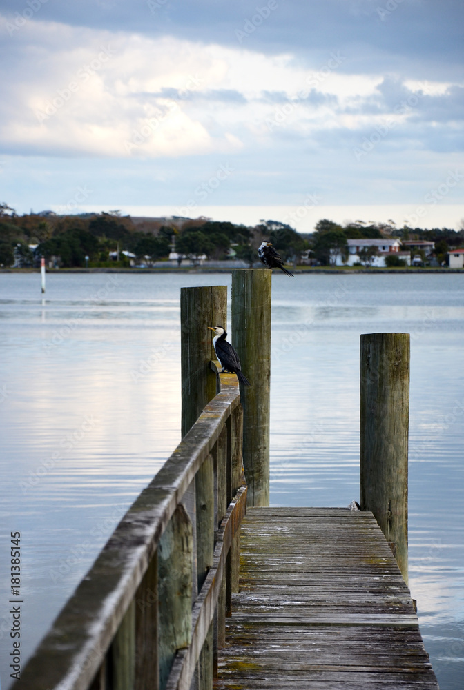 Cormorants on a pontoon at the edge of a lake