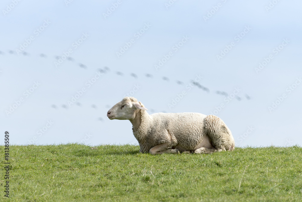 Obraz premium Deutschland, Niedersachsen, Ostfriesland, Krummhörn, Schafe beim Pilsumer Leuchtturm.