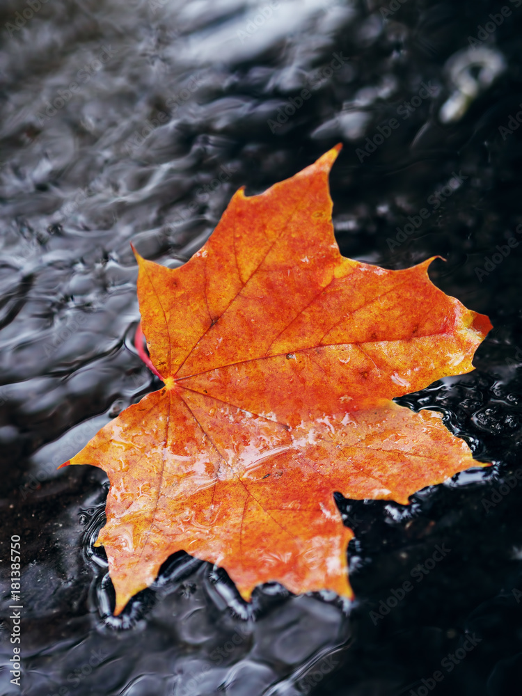 Maple leaf bright and colorful Maple leaf bright and colorful