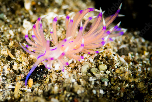 nudibranch phidiana militaris sea slug