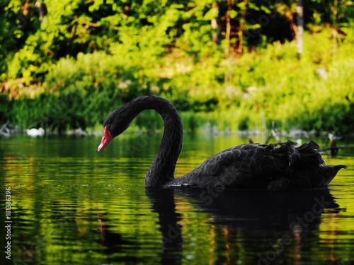 Fototapeta Naklejka Na Ścianę i Meble -  Black swan sweaming at the beautiful lake