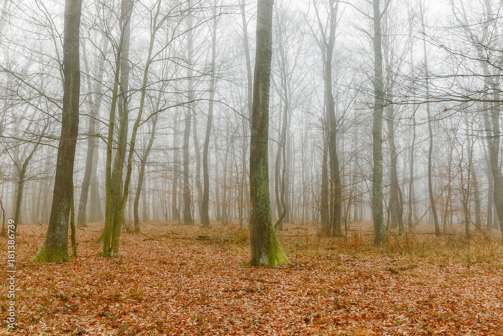 Fototapeta premium Mystic foggy day in the oak forest
