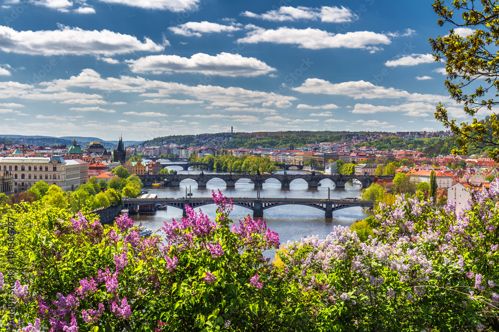 Naklejka premium Kwitnący krzew bzu na tle Wełtawy i Mostu Karola w Pradze