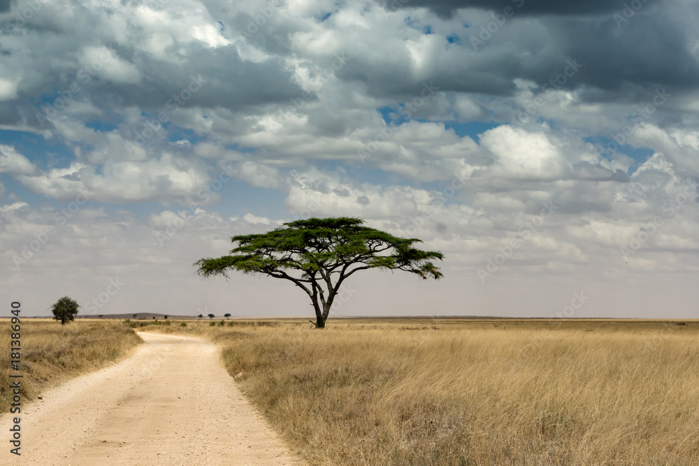 Landscape with acacia tree in Serengeti National Park in Tanzania, Africa - obrazy, fototapety, plakaty 