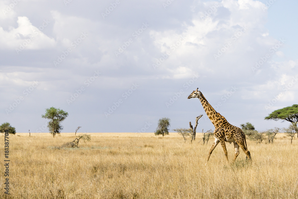 Fototapeta premium a giraffe walking in the savannah in Serengeti National Park, Tanzania, Africa