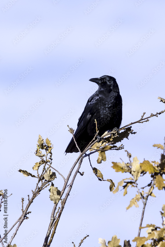 Wild raven in park - Bedfont Lakes Country Park, London Wild raven in park - Bedfont Lakes Country Park, London