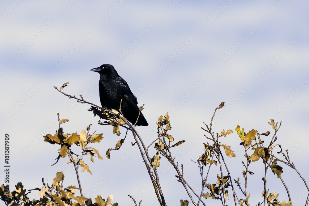 Wild raven in park - Bedfont Lakes Country Park, London Wild raven in park - Bedfont Lakes Country Park, London