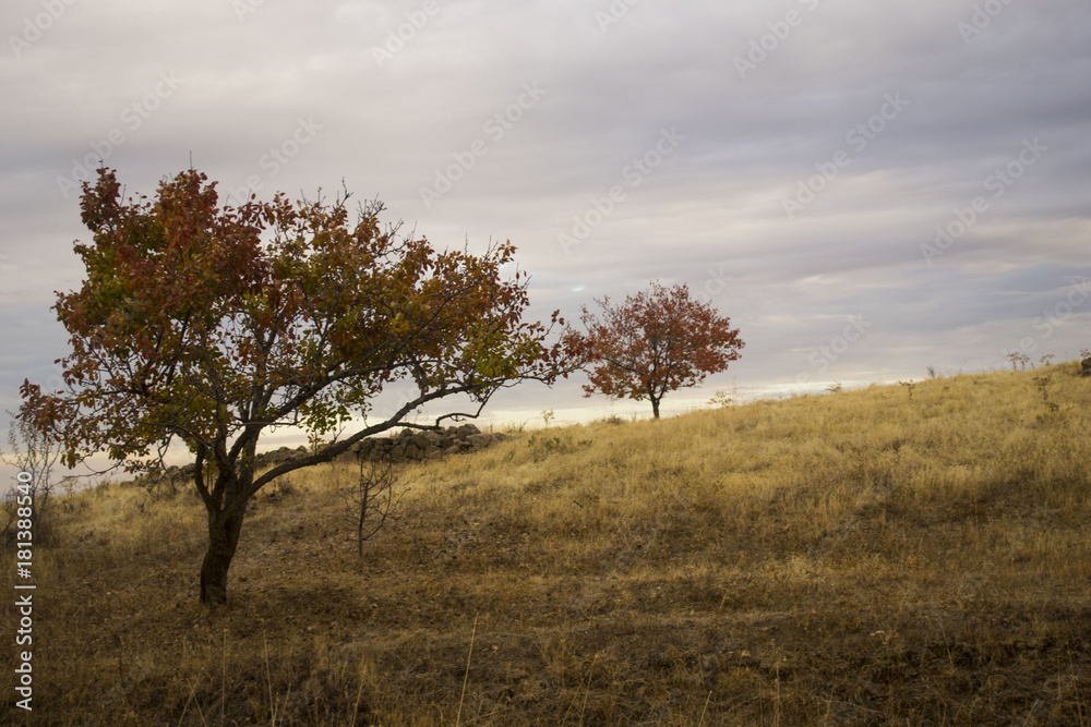 Fototapeta premium nature, autumn, fall, season, yellow, background, park, foliage, red, natural, leaf, beautiful, colorful, tree, outdoor, forest, orange, landscape, plant, maple, color, seasonal, vibrant, bright, octo