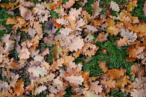 Herfstbladeren in het gras photo