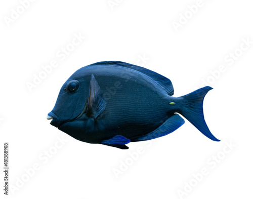 The coral reef fish on white background, isolated