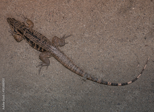 The lizard on a sand in zoological garden photo