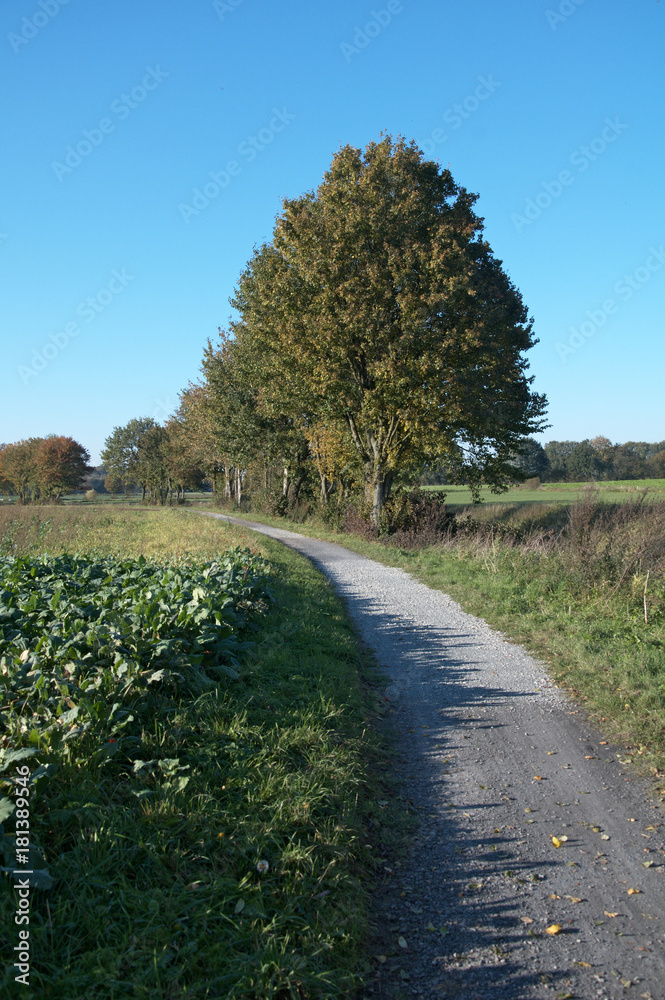 Fototapeta premium Werse - Fluss im Münsterland