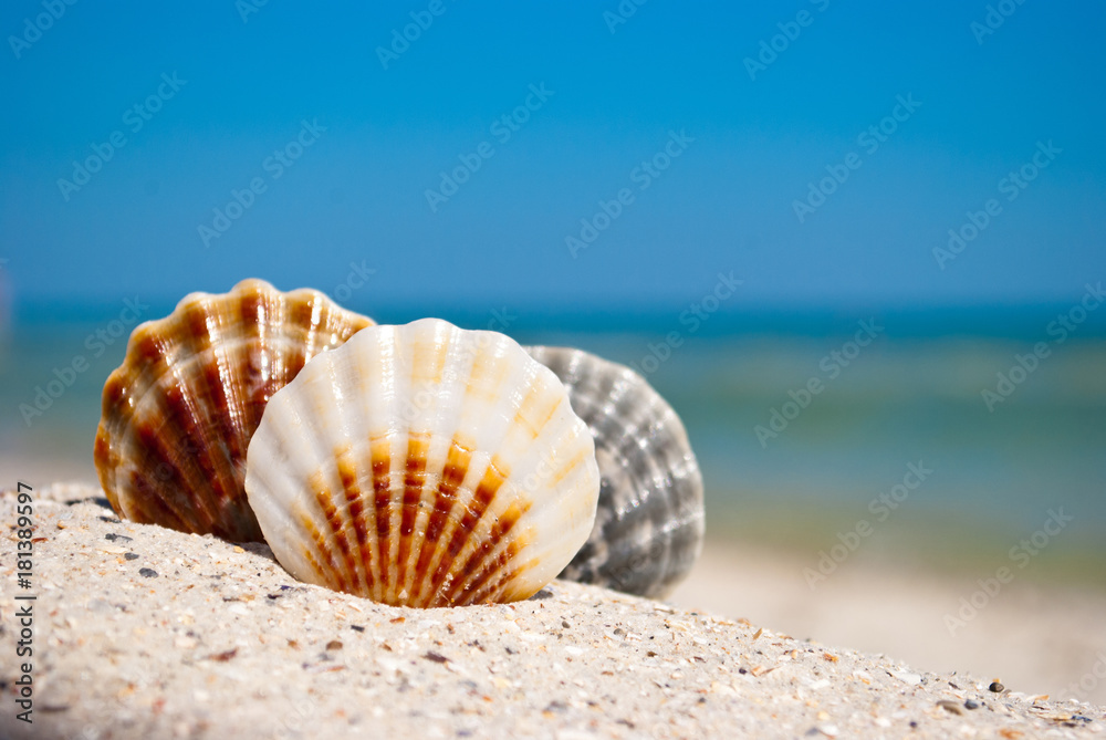 three sea beautiful seashells lie on yellow sand on a background of blue sea and a white wave blue sky summer vacation vacation summer day heat beach beach three sea beautiful seashells lie on yellow sand on a background of blue sea and a white wave blue sky summer vacation vacation summer day heat beach beach