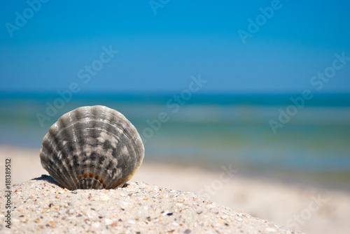 sea beautiful gray seashell lies on yellow sand on a background of blue sea and white wave blue sky summer vacation vacation summer day heat beach beach