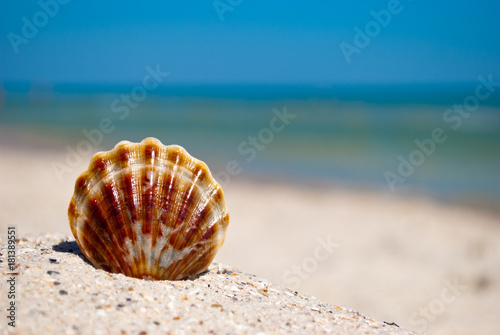 sea beautiful white brown shell lies on a yellow sand on a background of blue sea and a white wave blue sky summer vacation vacation summer day heat beach beach