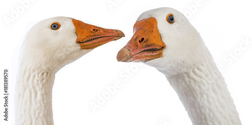white geese (Anser anser domesticus) isolated on a white background