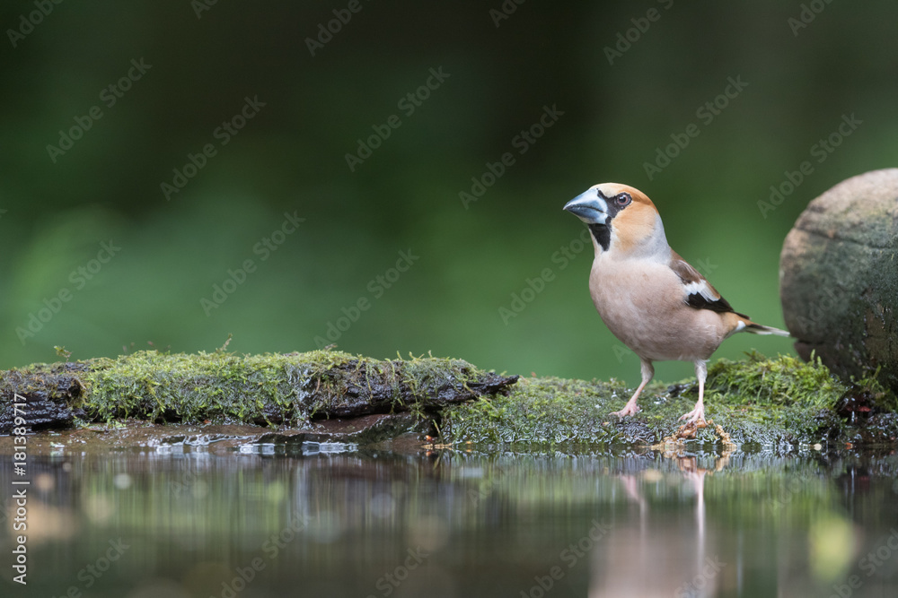 Hawfinch Hawfinch