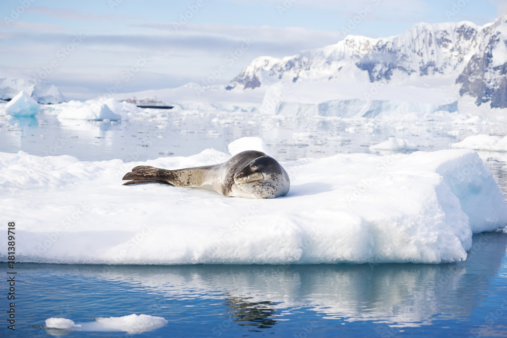 Obraz premium icy beach with animal in antarctic