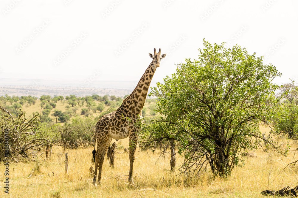 Obraz premium a giraffe in Serengeti National Park, Tanzania, Africa