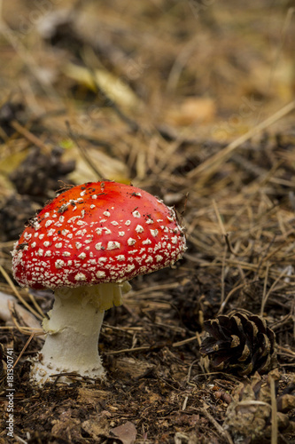 fungus fly agaric in the wild forest